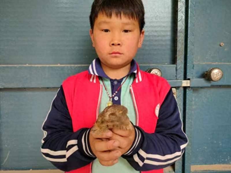 杏鑫娱乐：国家二级保护动物幼鸟“落单”，封丘小学生及时救助 