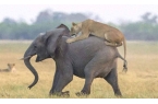 5吨的大象都能被吃，骆驼却几乎没有天敌，